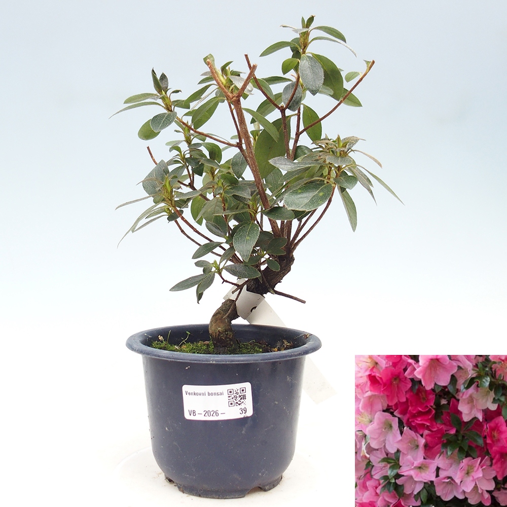 Outdoor bonsai - Japanese Azalea - Azalea Saien