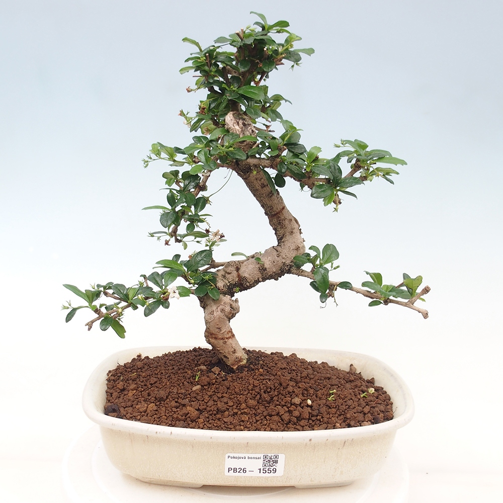 Room bonsai - Carmona macrophylla - Tea fuki