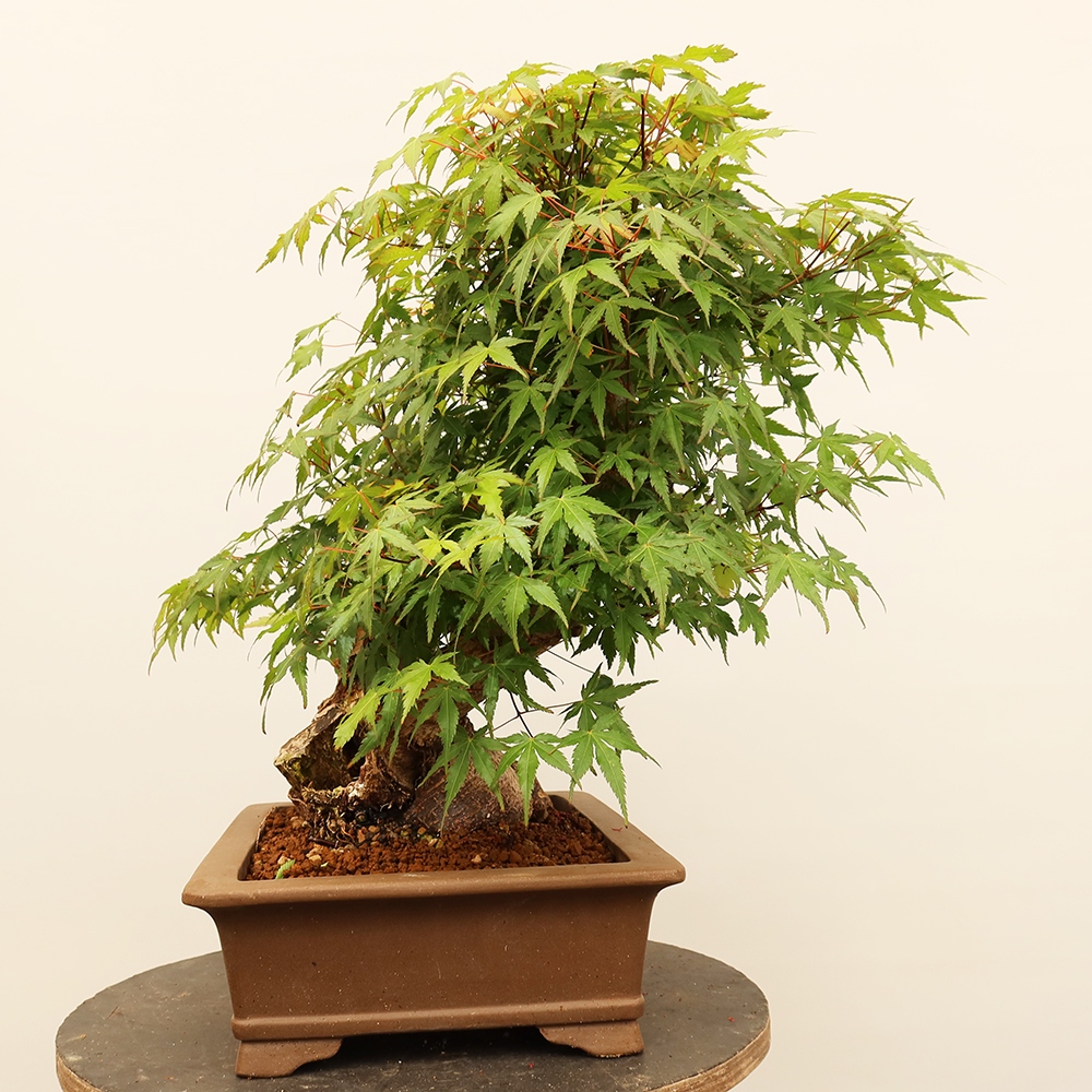 Outdoor bonsai - Maple palmatum - Palms