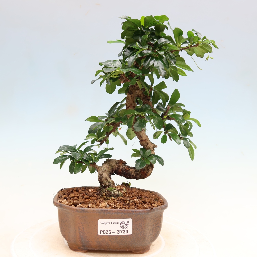 Room bonsai - Carmona macrophylla - Tea fuki