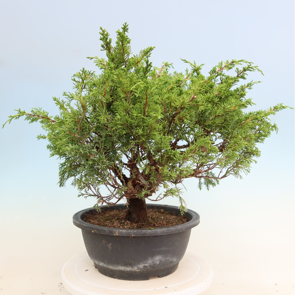 Outdoor Bonsai - Juniperus chinensis Itoigawa - Chinese Juniper