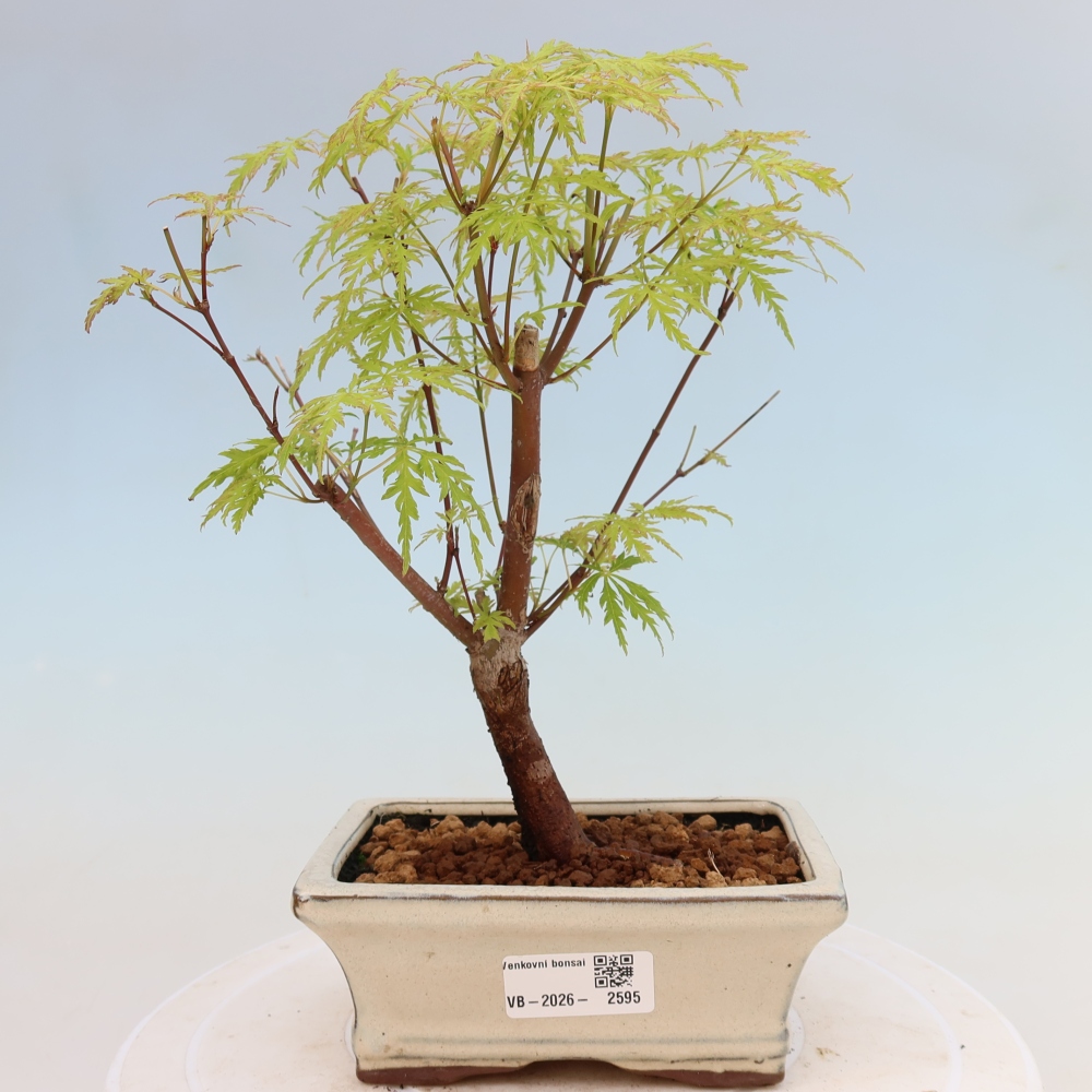 Outdoor Bonsai - Acer palmatum Dissectum - Japanese Maple 