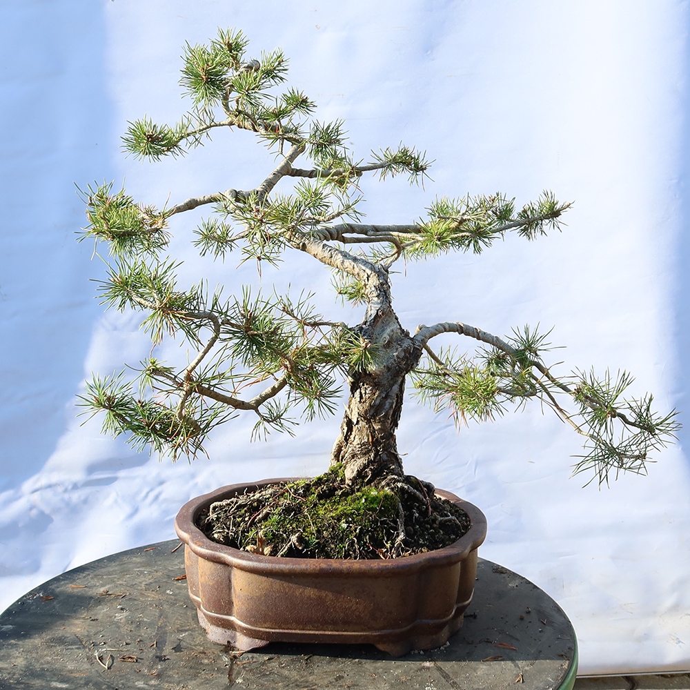 Pinus sylvestris Spain - Scots pine