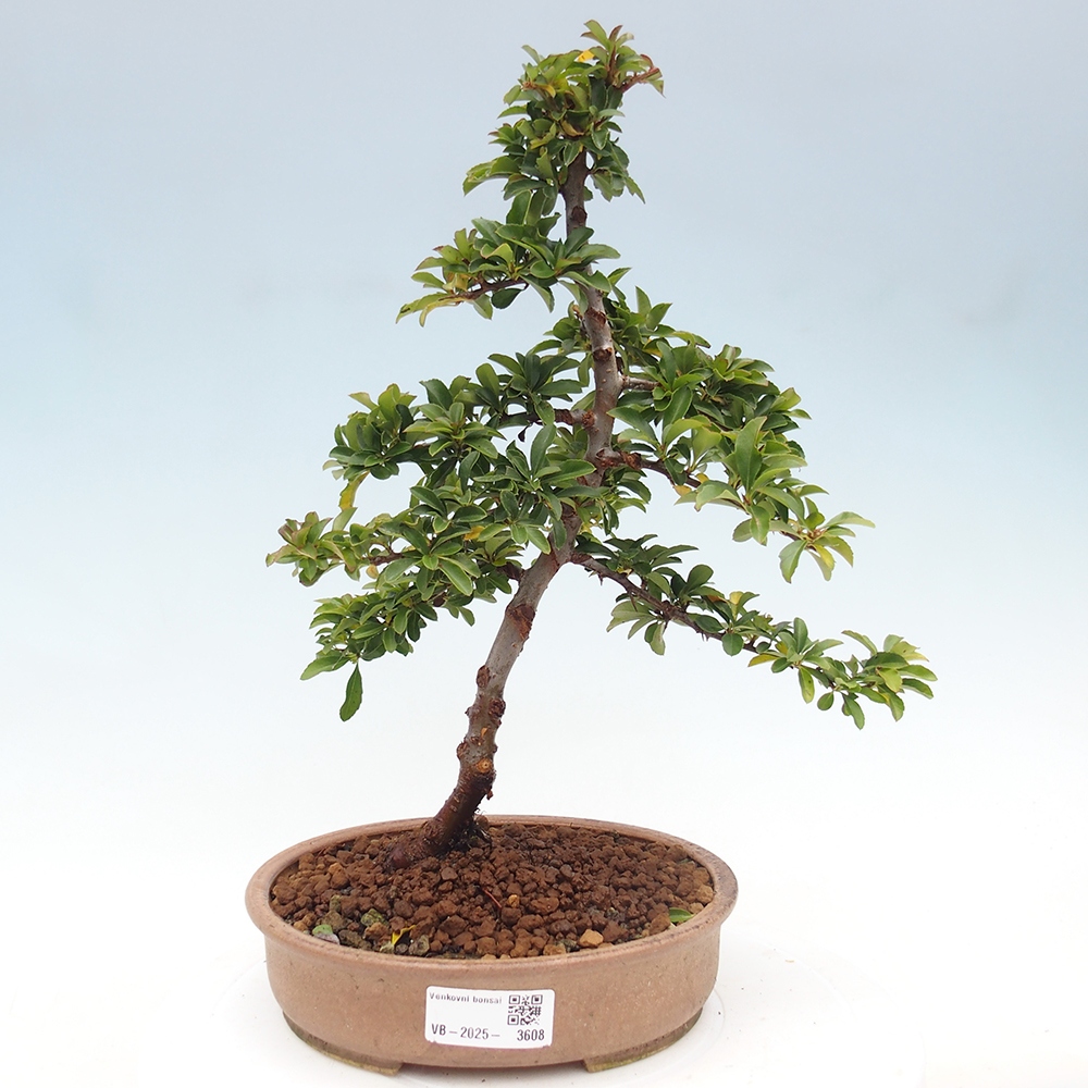 Outdoor Bonsai-Pyracanta Teton -Bakery