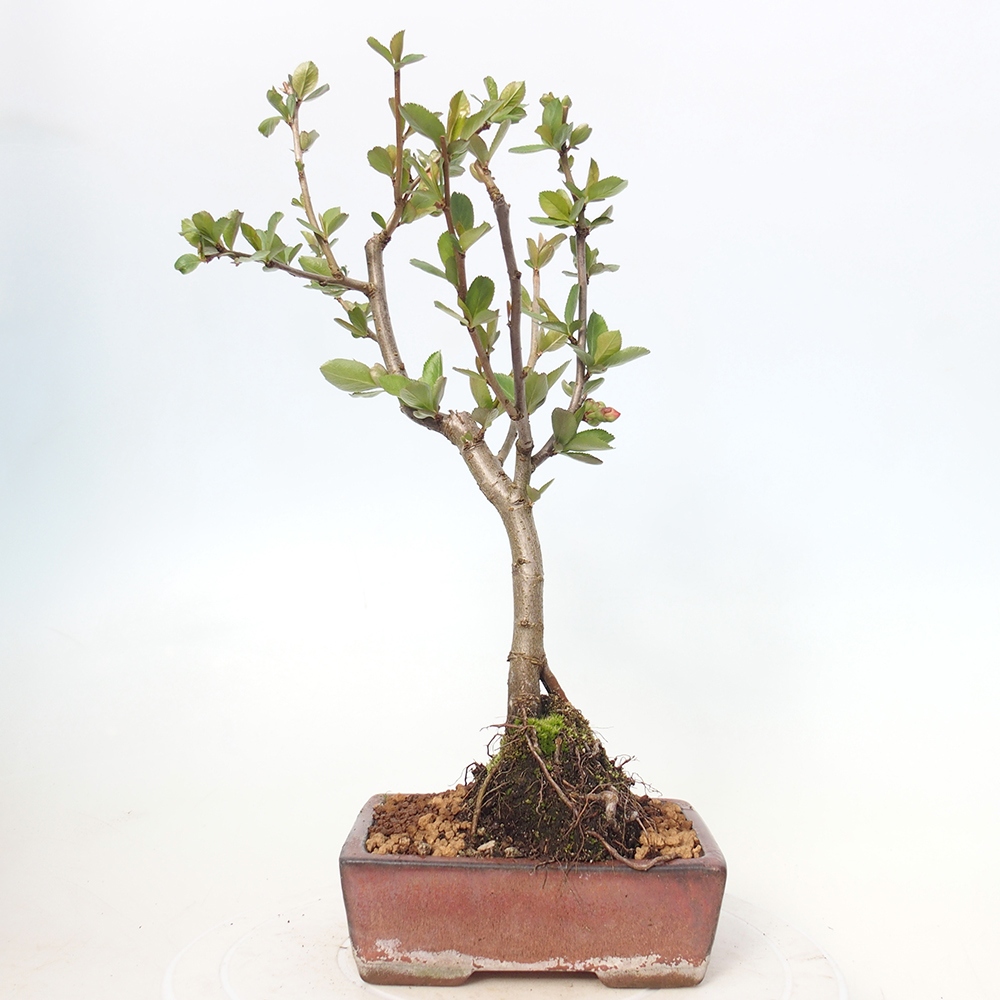 Outdoor bonsai - Chaneomeles sup. Nicoline - Quince