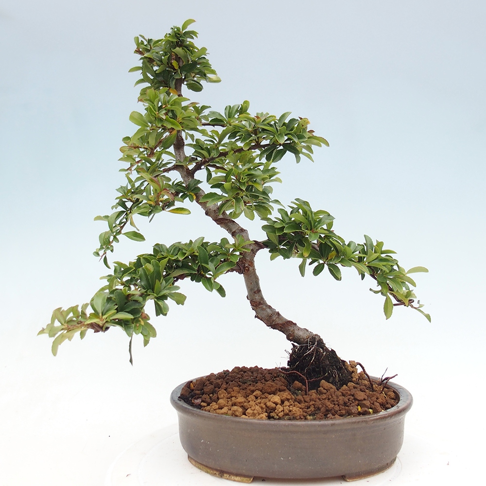 Outdoor Bonsai-Pyracanta Teton -Bakery