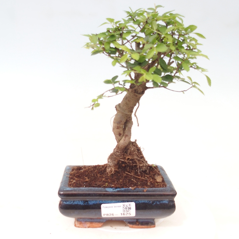 Room bonsai - Ulmus parvifolia - Small-leaved elm