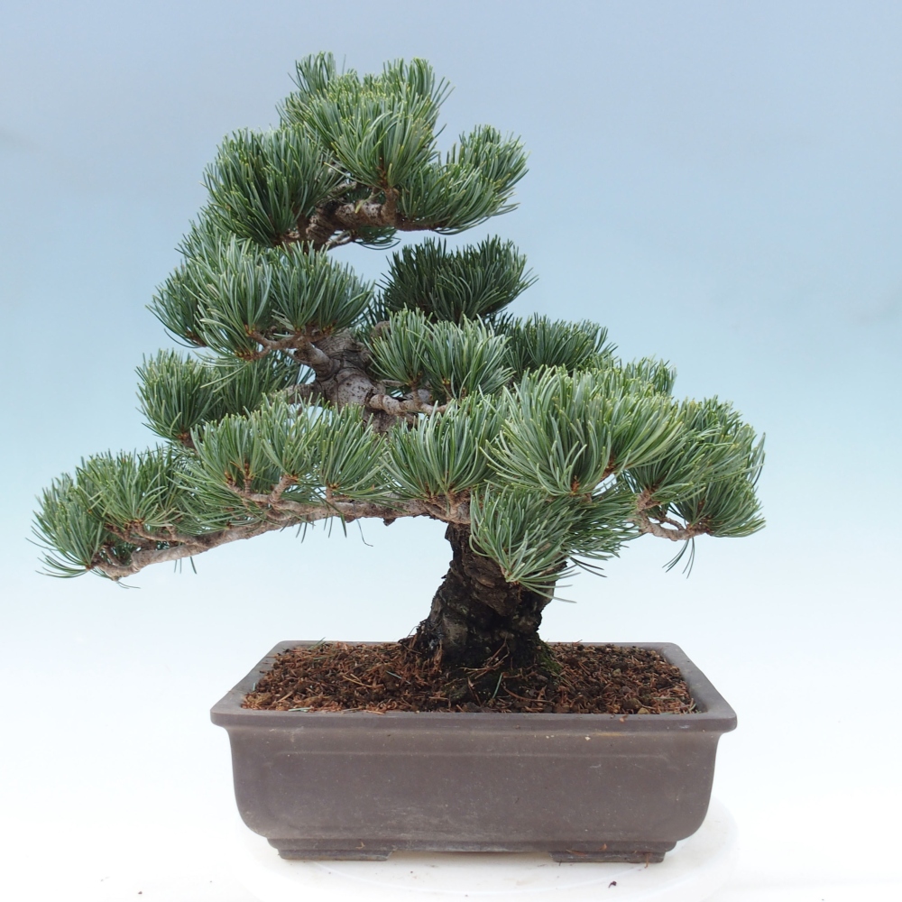 Outdoor bonsai - Pinus parviflora - Small pine tree