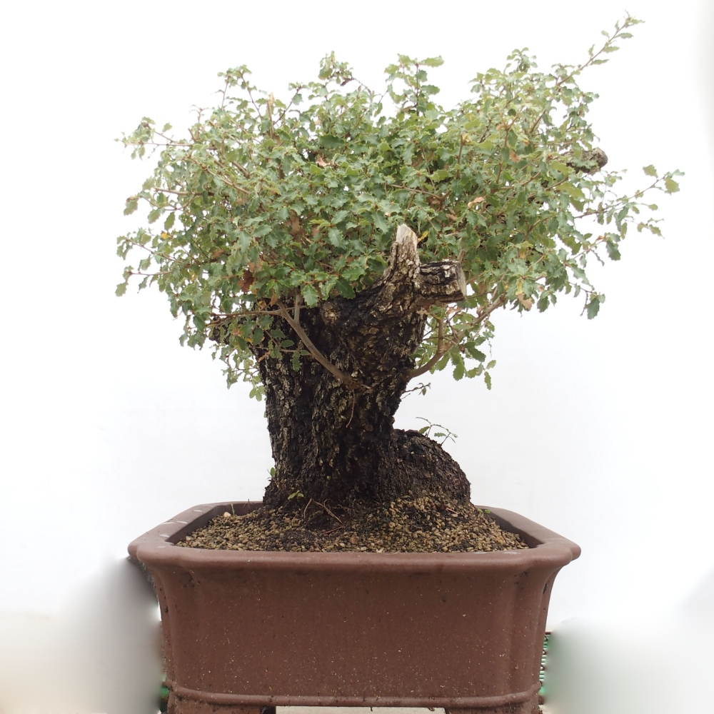 Yamadori - Quercus Ilex - Oak holly