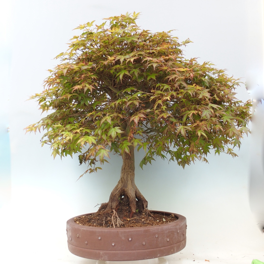 Norway maple - Acer palmatum Beni Tsukasa