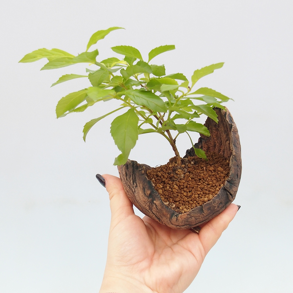 Room bonsai - Duranta erecta Aurea