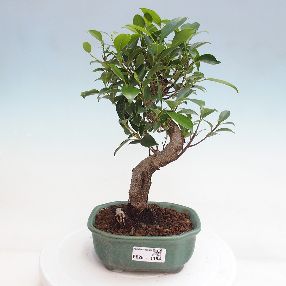 Room bonsai - Ficus retusa - small-leaved ficus