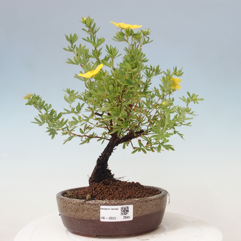 Outdoor bonsai-Cinquefoil - Potentila fruticosa yellow Bird
