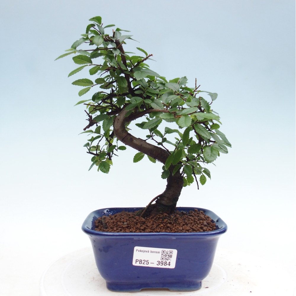 Room bonsai - Ulmus parvifolia - Small-leaved elm
