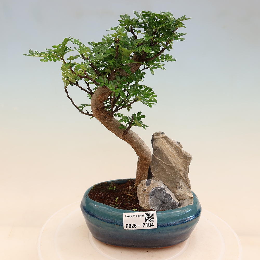 Room bonsai - Zantoxylum piperitum - pepper tree
