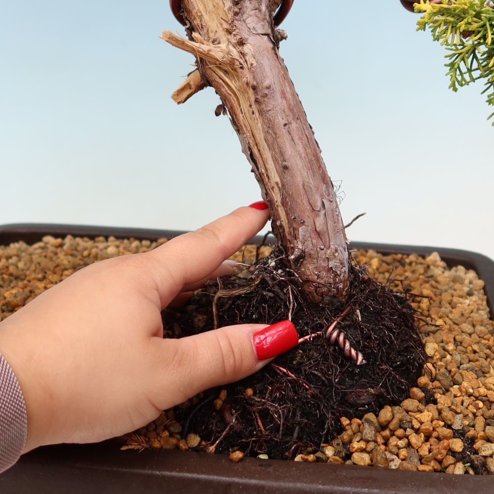 Outdoor Bonsai - Juniperus chinensis 'aurea' - Golden Chinese Juniper