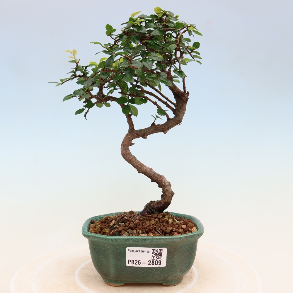 Room bonsai - Ulmus parvifolia - Small-leaved elm