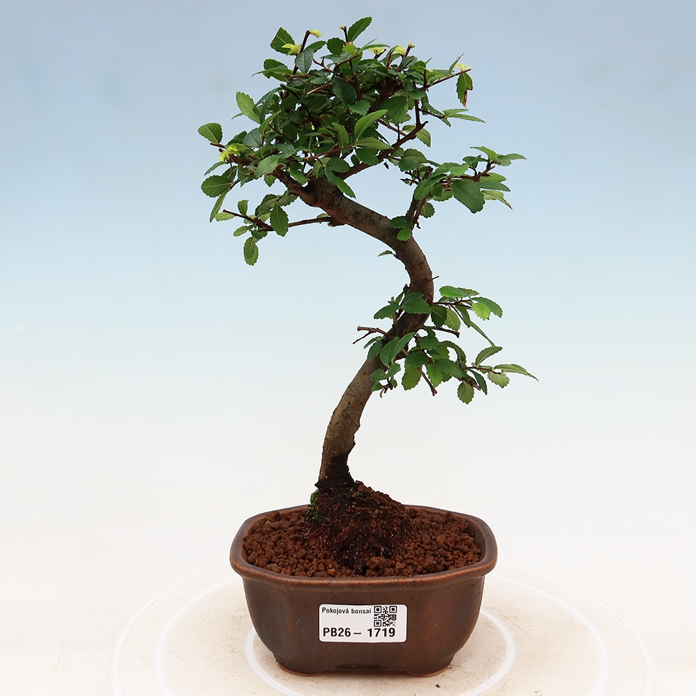 Room bonsai - Ulmus parvifolia - Small-leaved elm