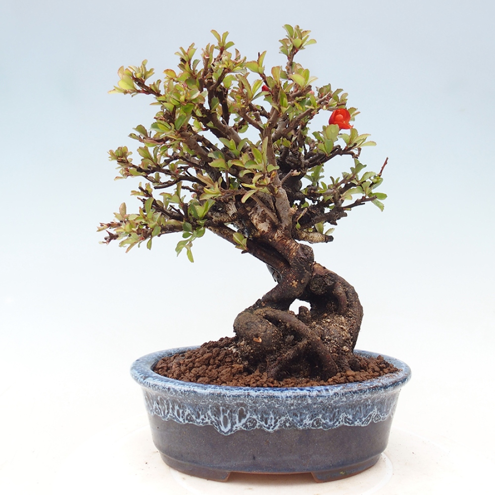 Outdoor bonsai - Chaneomeles speciosa - Quince