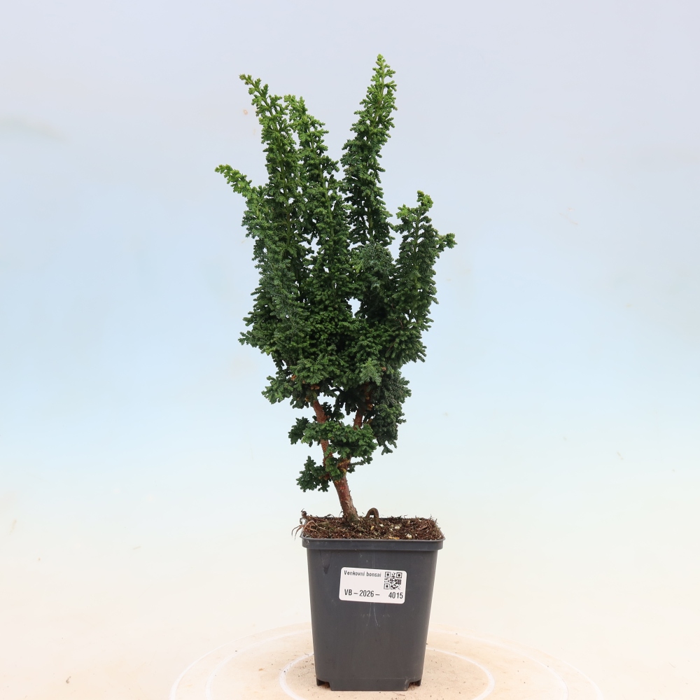 Outdoor bonsai - Cham. obtusa SEKKA HINOKI - Cypress