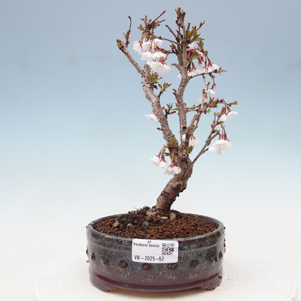 Outdoor bonsai - Prunus incisa Kojou-no mai-Plum cut