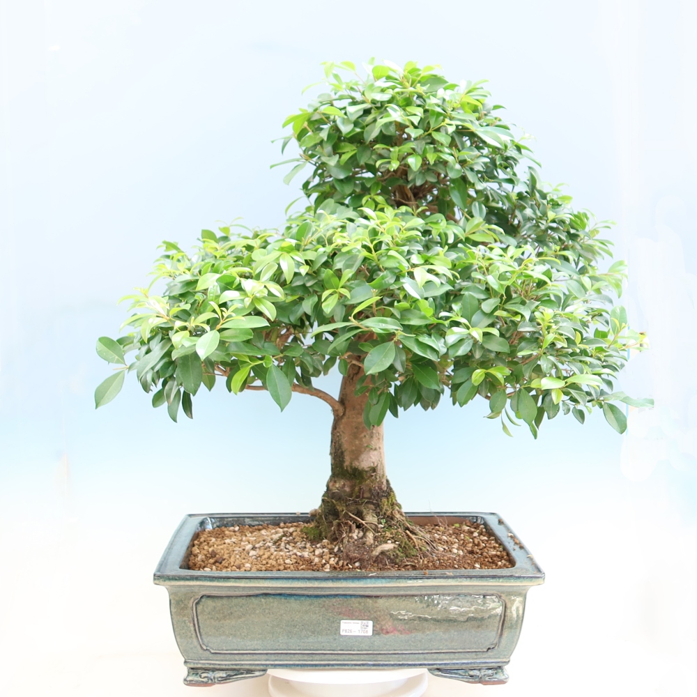 Room bonsai - Australian Cherry - Eugenia uniflora