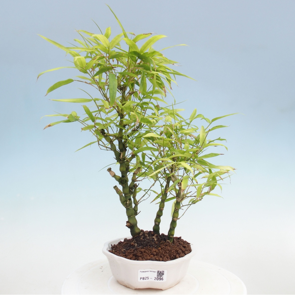 Indoor bonsai - Bamboo Buddha-Bamboo Buddha's belly