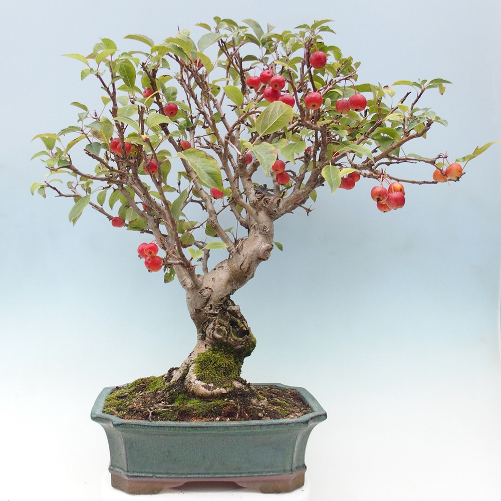 Outdoor bonsai - Malus halliana - Small-fruited apple tree