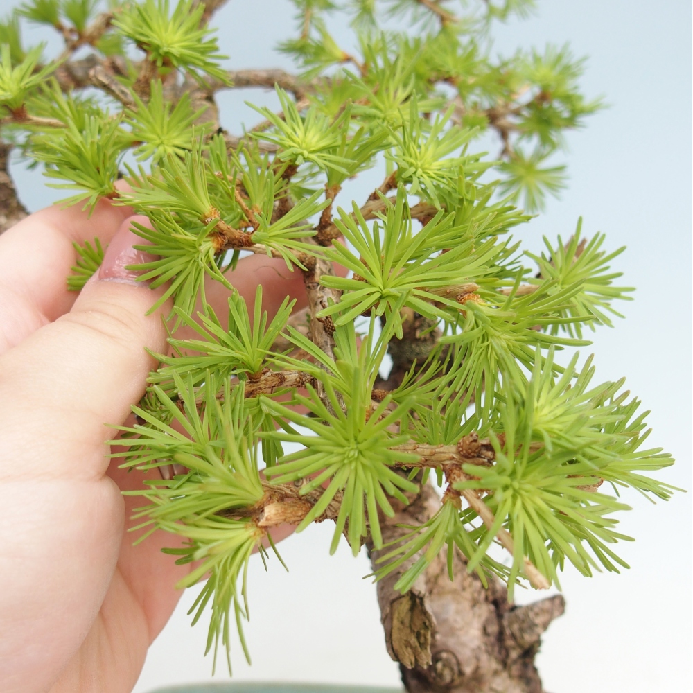 Outdoor bonsai -Larix decidua - Larch - Pallet transport only