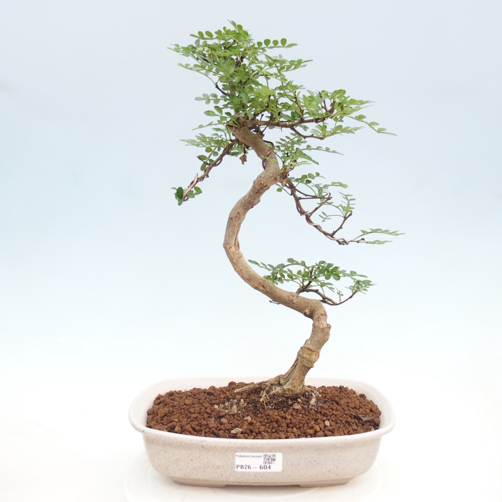 Room bonsai - Zantoxylum piperitum - pepper tree