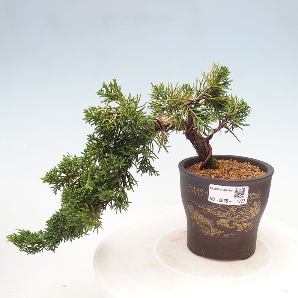 Outdoor bonsai - Juniperus chinensis Kishu - Chinese Juniper