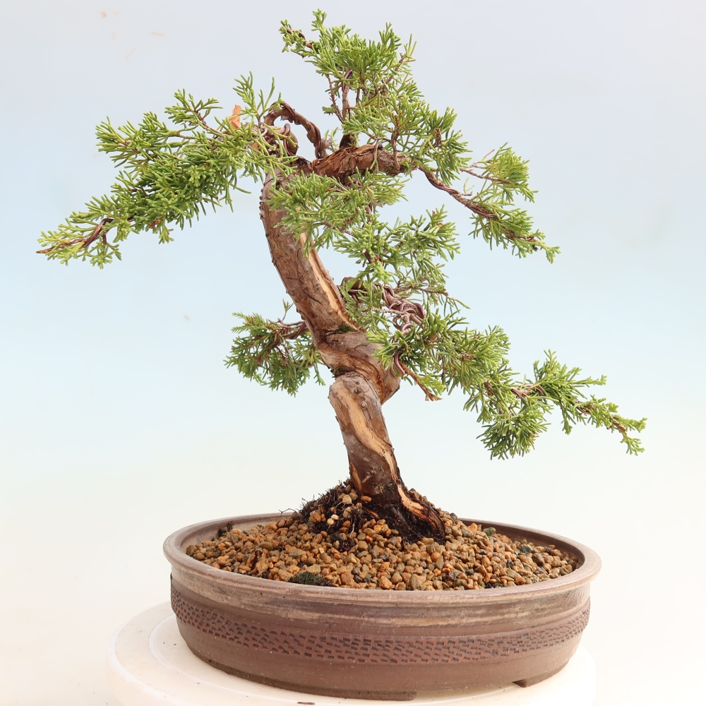 Outdoor Bonsai - Juniperus chinensis Itoigawa - Chinese Juniper