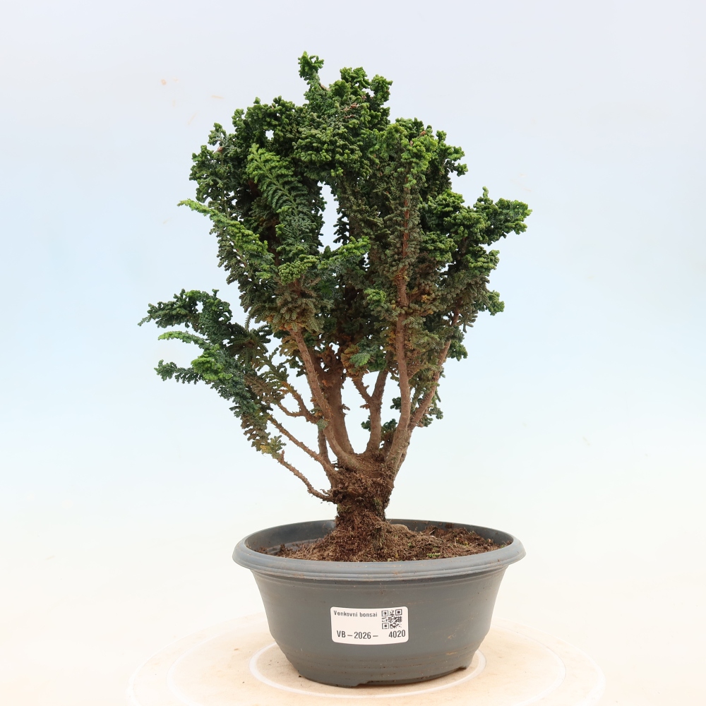 Outdoor bonsai - Cham. obtusa SEKKA HINOKI - Cypress