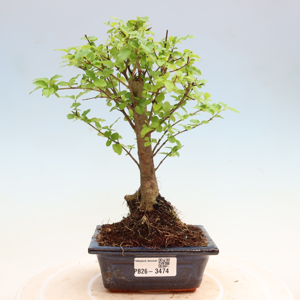 Room bonsai -Ligustrum chinensis - Birds Beak