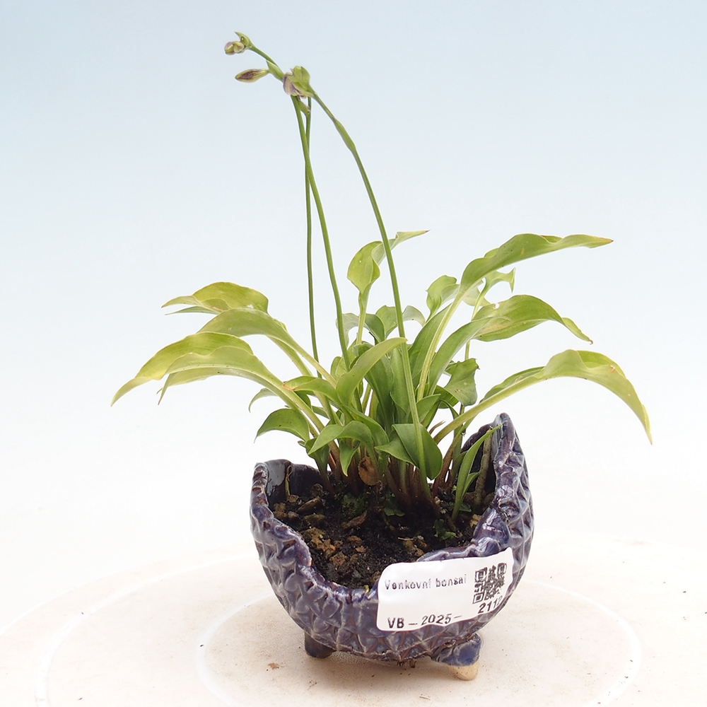 Outdoor bonsai - Mini Hosta - Goddess