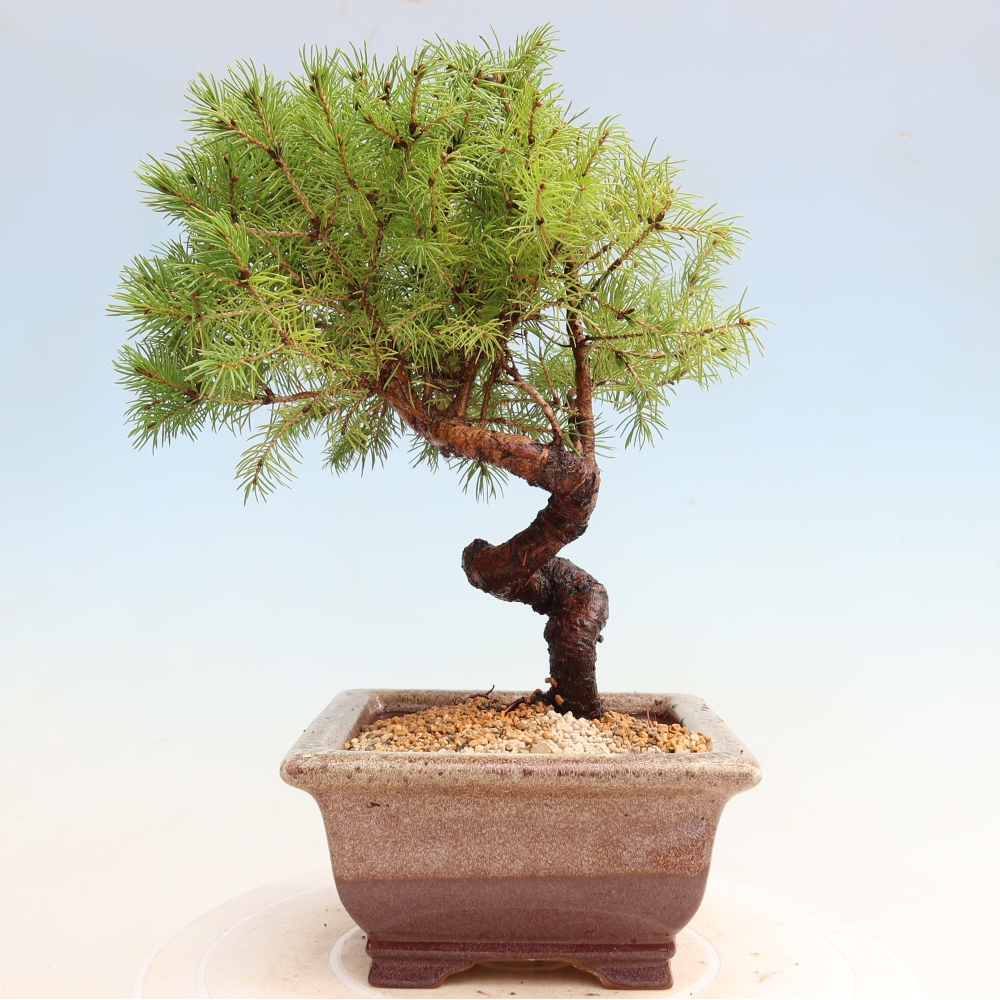 Outdoor Bonsai - Blue Spruce - Picea glauca 'Globe'