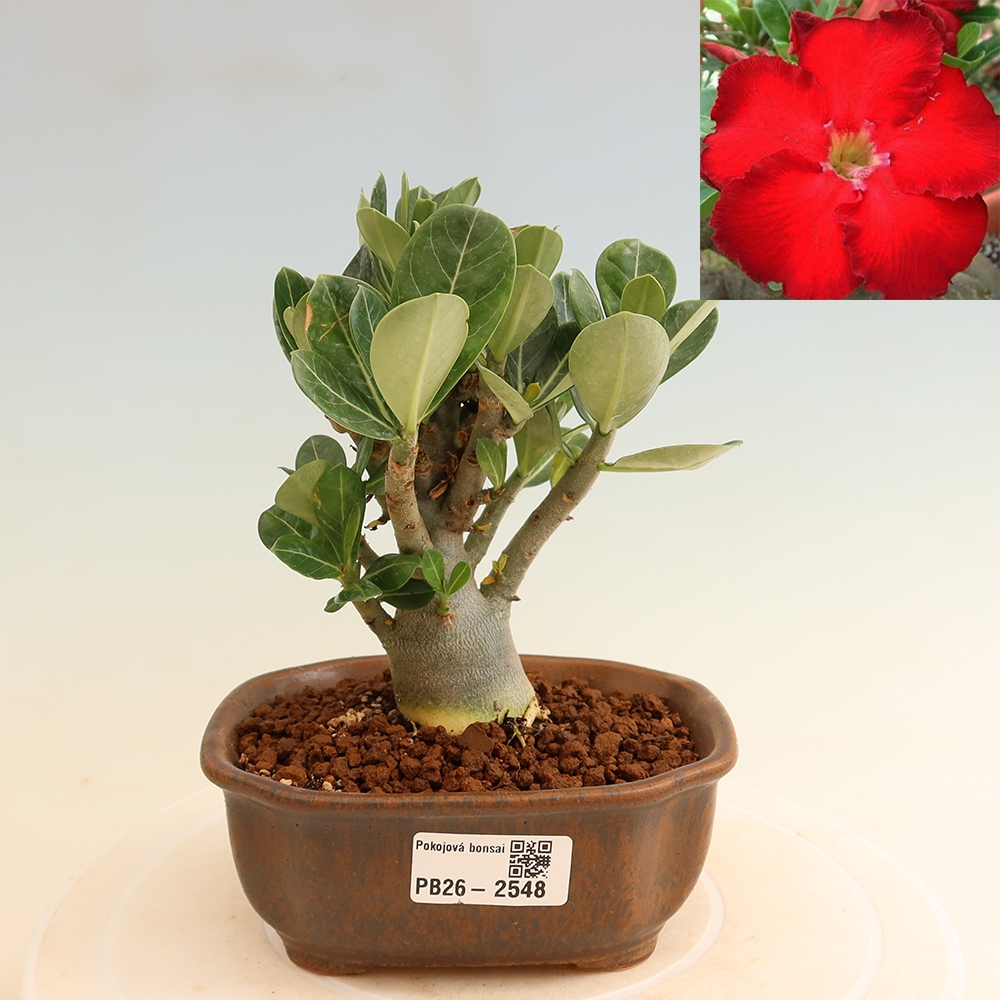 Indoor Bonsai - Adenium obesum Red Star - Desert Rose