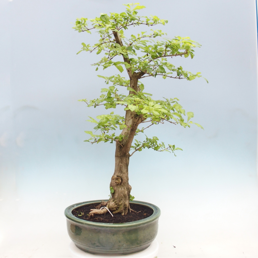 Room bonsai - Duranta erecta Aurea - PERSONAL COLLECTION ONLY or pallet transport