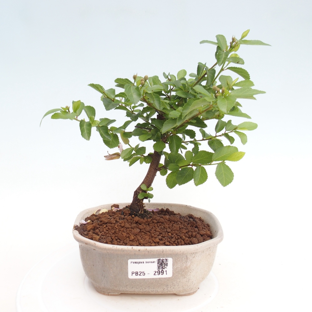 Indoor bonsai - Grewia occidentalis - Lavender star