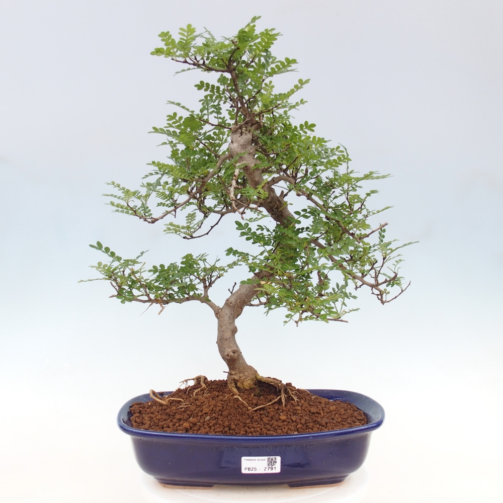 Indoor bonsai - Zantoxylum piperitum - Peppermint