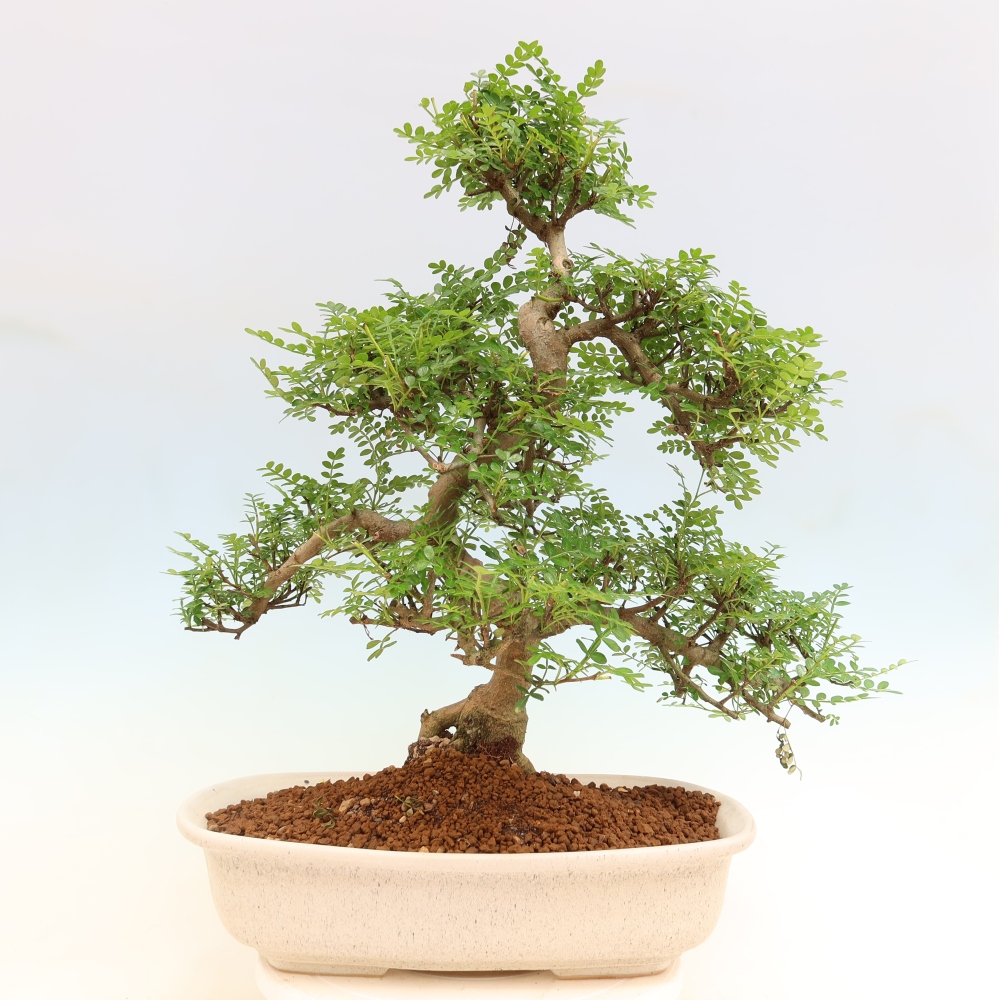 Room bonsai - Zantoxylum piperitum - pepper tree