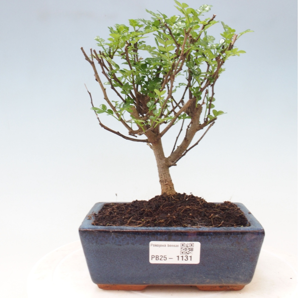 Indoor bonsai - Zantoxylum piperitum - Peppermint