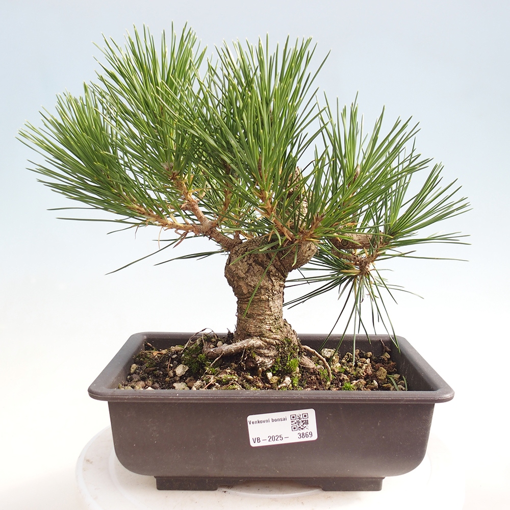 Outdoor bonsai - Pinus thunbergii - Thunberg pine