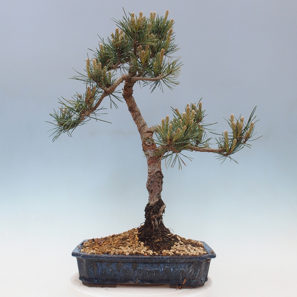 Outdoor bonsai - Pinus Sylvestris - Scots pine