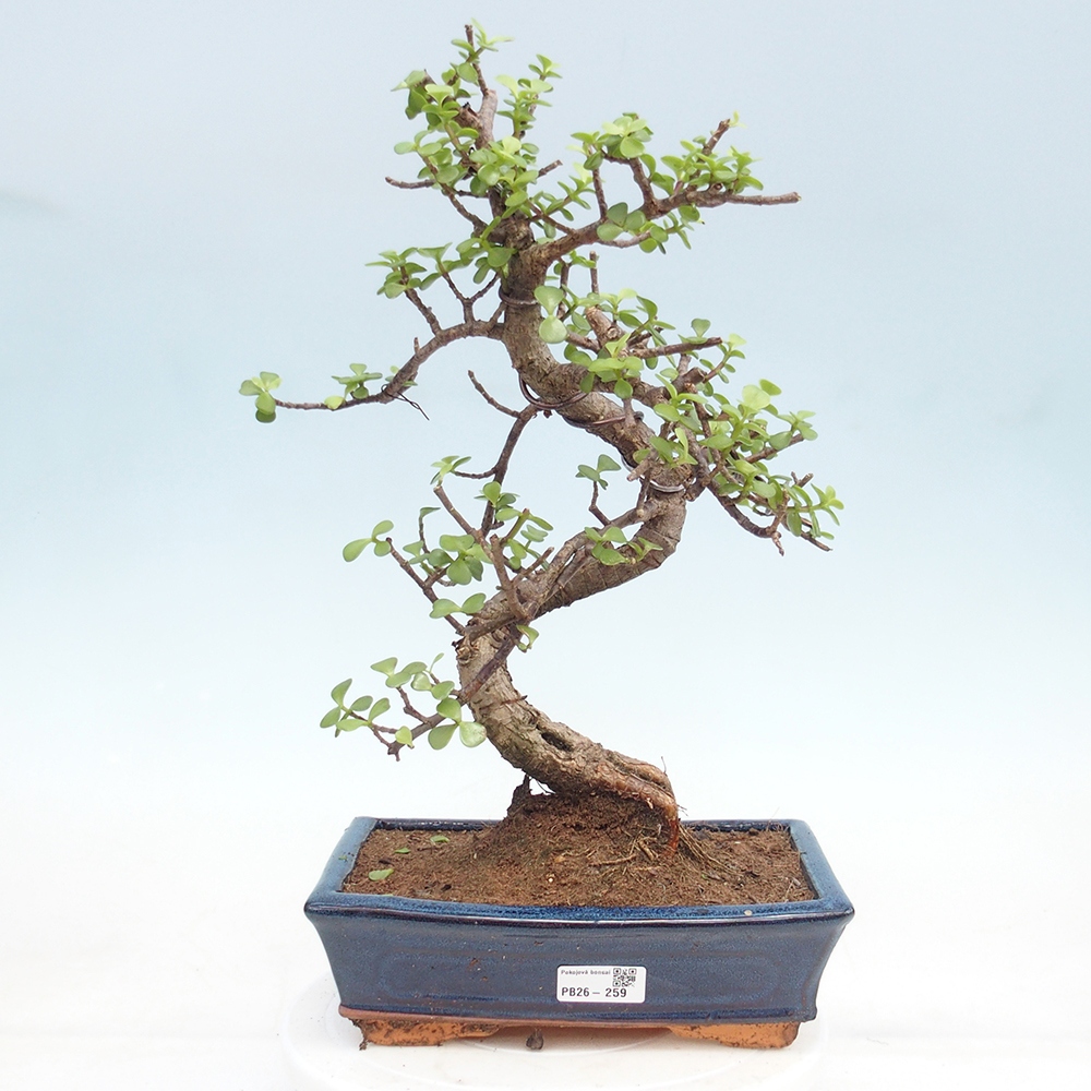 Room bonsai - Portulakaria Afra - Tlustice