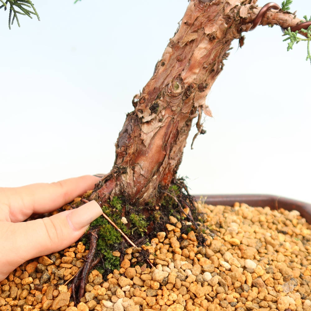 Outdoor bonsai - Juniperus chinensis Kishu
