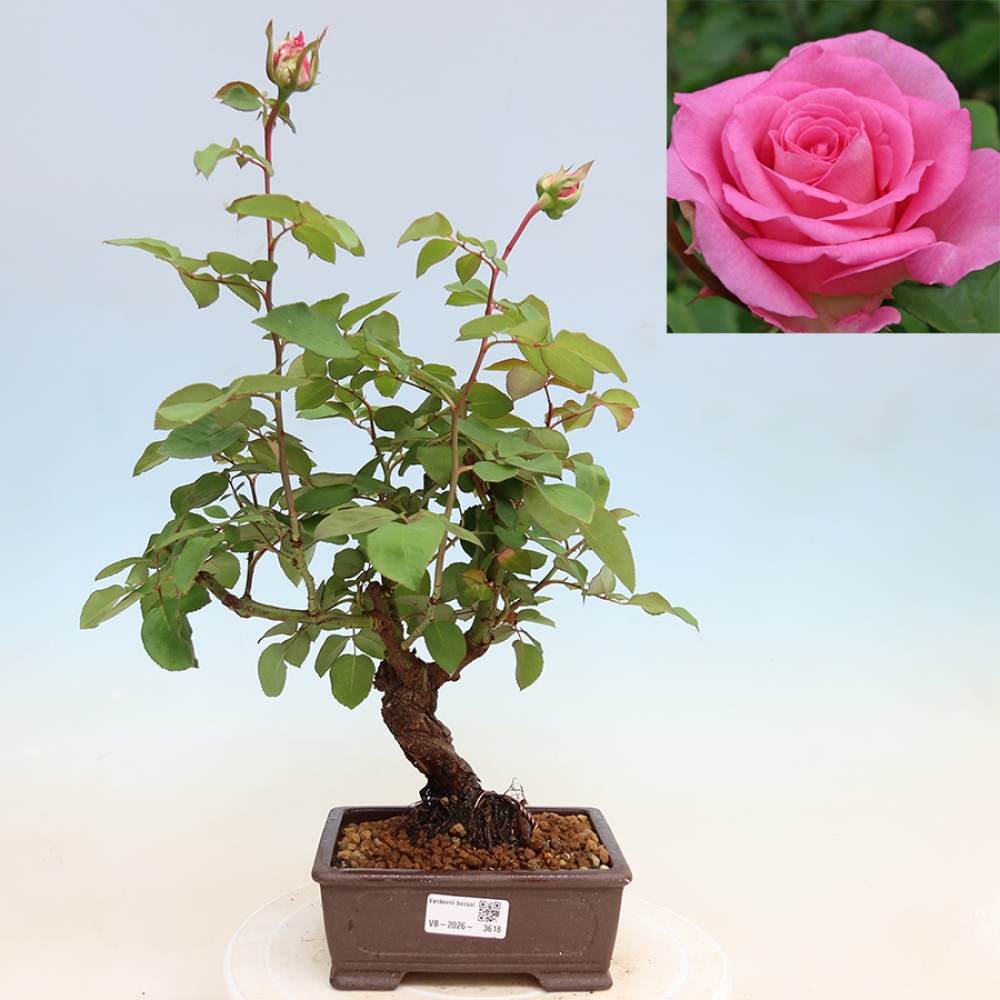 Outdoor Bonsai - Rosa Kordes - Rose