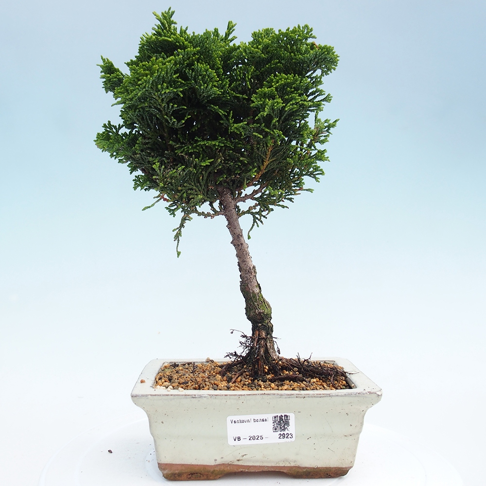 Outdoor bonsai - Cham.pis obtusa Nana Gracilis - Cypress