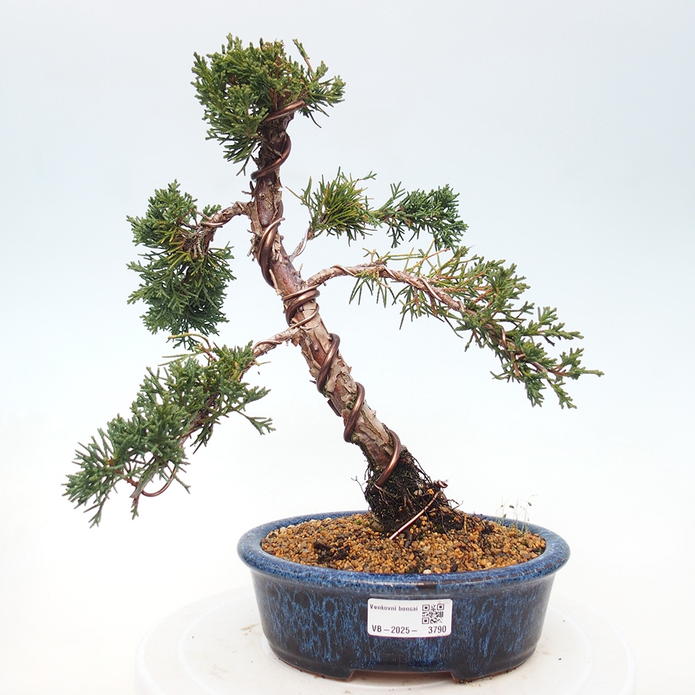 Outdoor bonsai - Juniperus chinensis Kishu