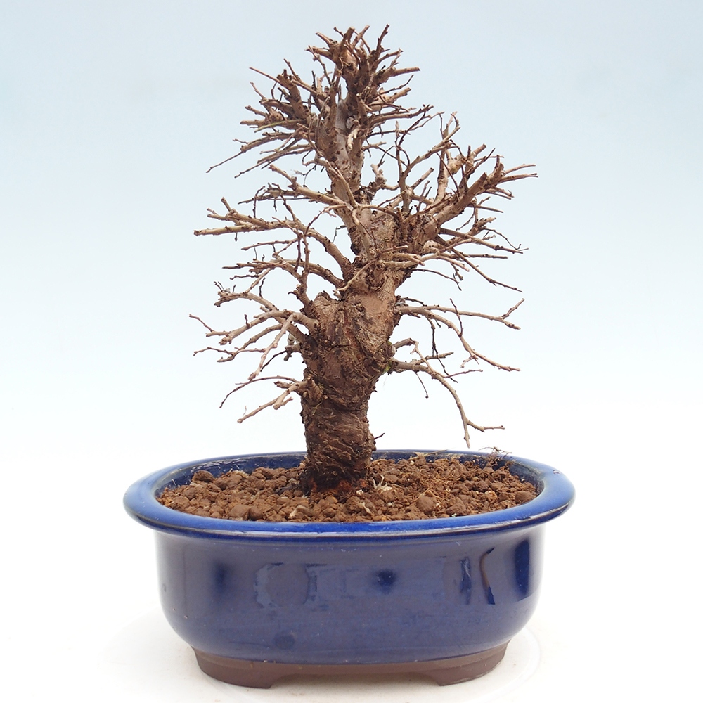 Outdoor bonsai - Zelkova - Zelkova NIRE